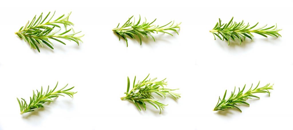 rosemary, set, collection